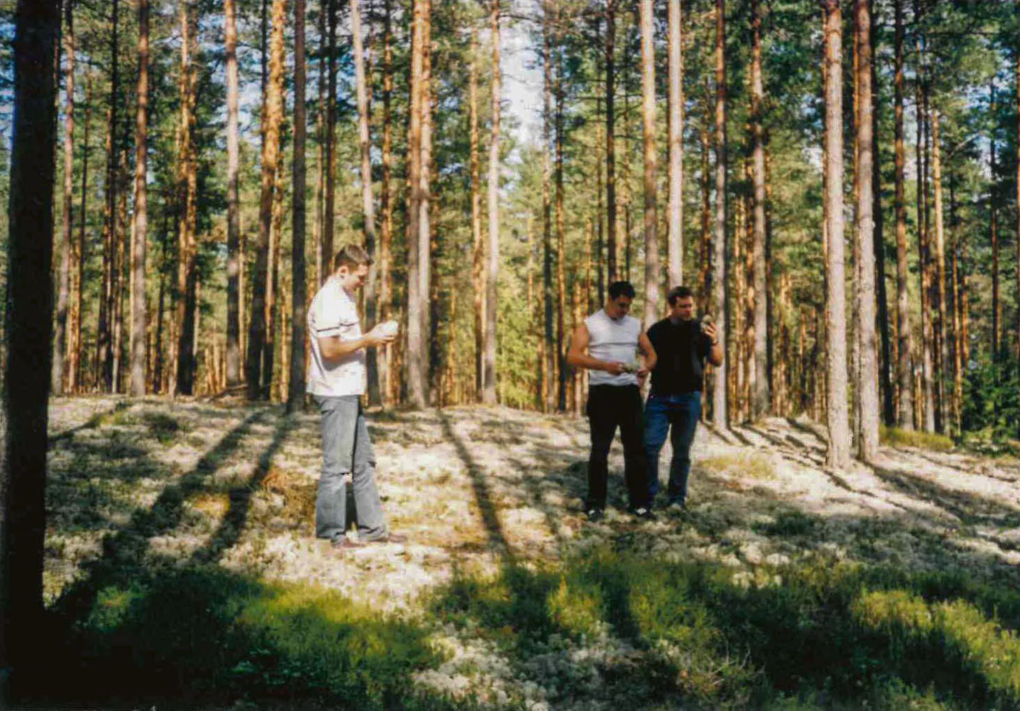 Harvesting Iceland moss in the Latvian forests — the foundation for growth