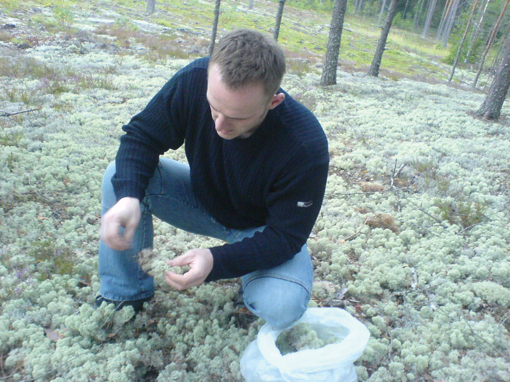 Collecting Iceland moss from the forest floor — piece by piece, by hand