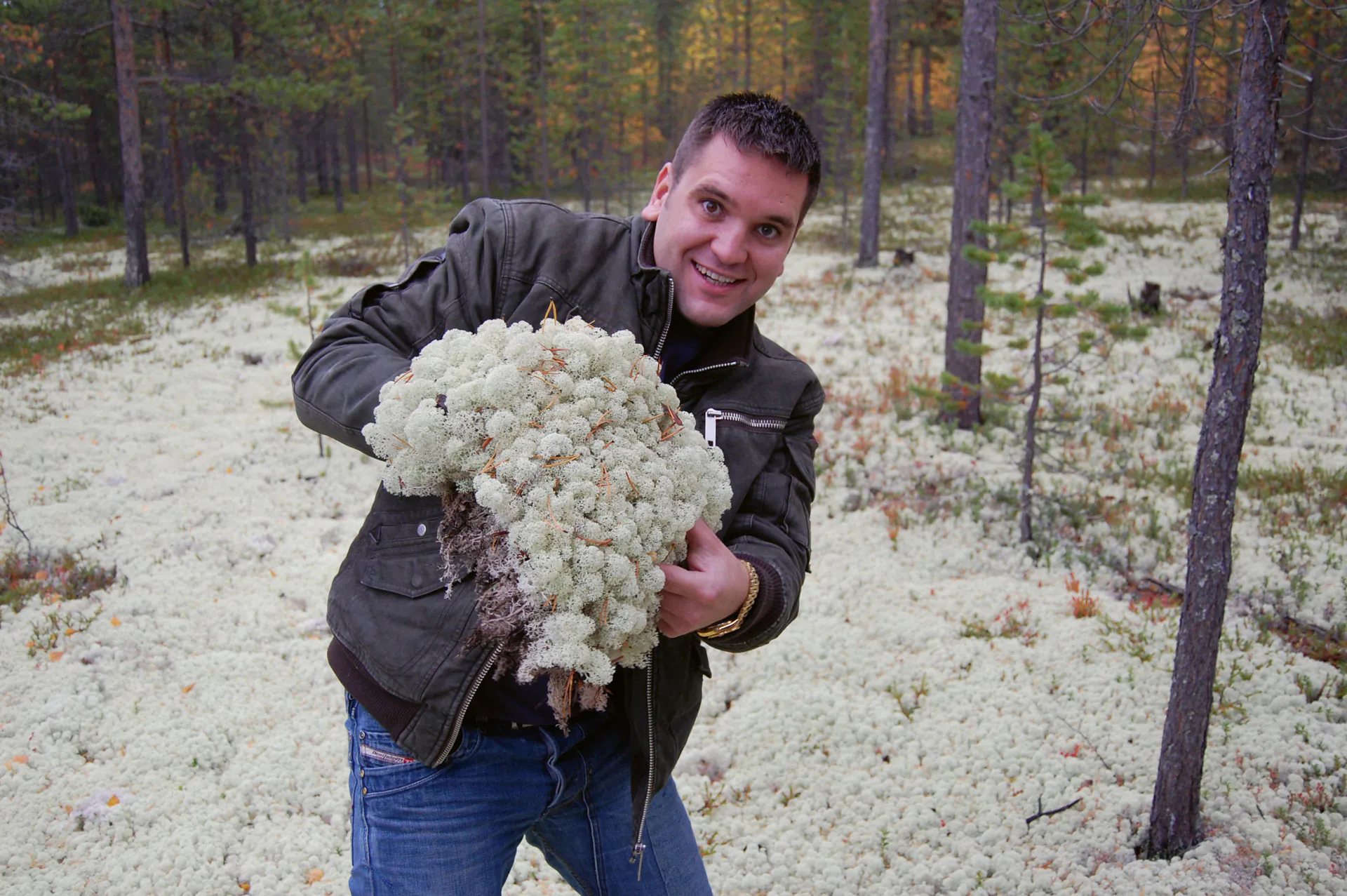 Top-quality Iceland moss — fresh from the forest floor of the North