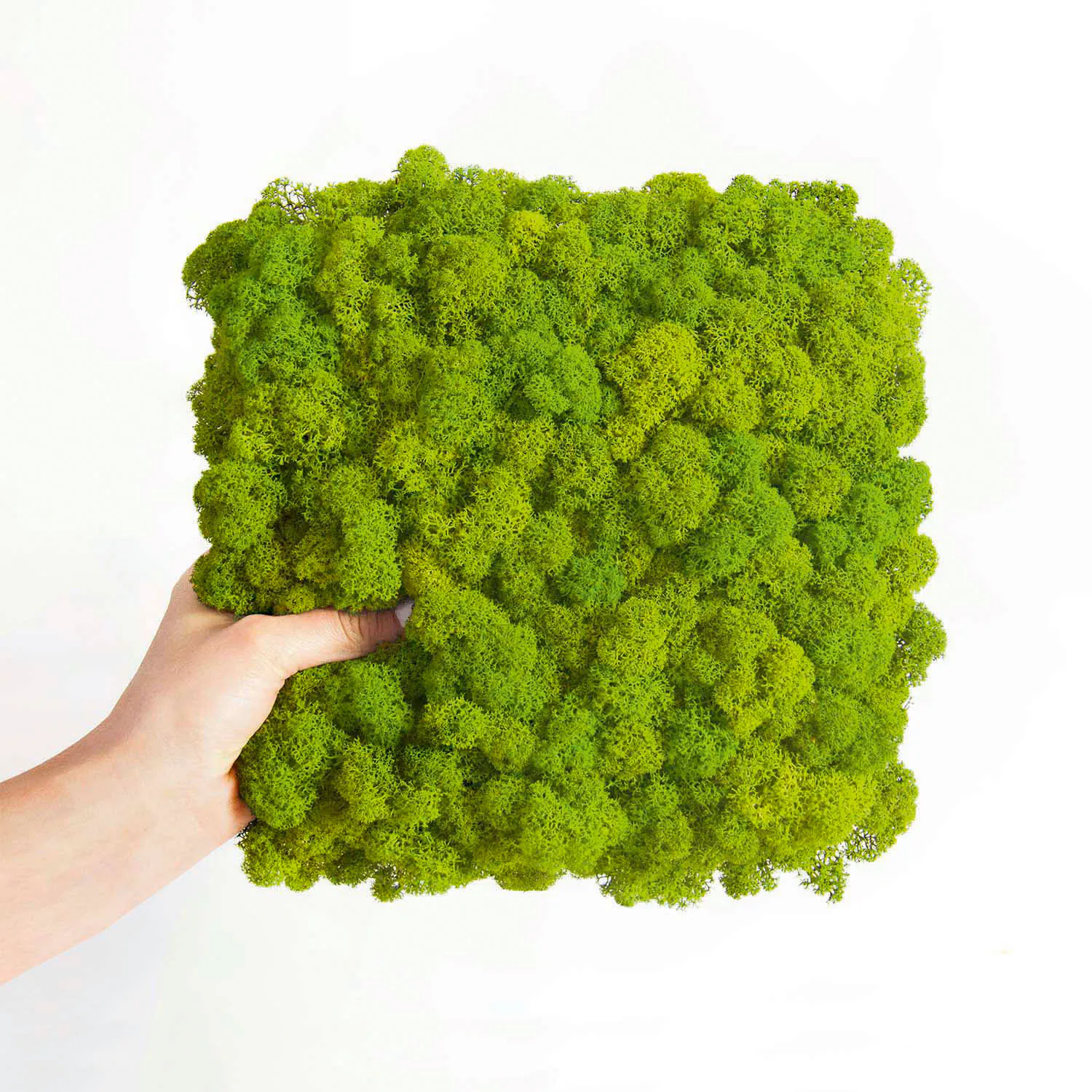 The first product — a moss panel made from Iceland moss on a flexible backing