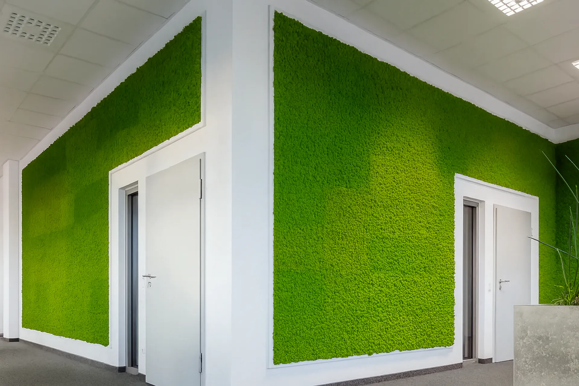 Moss wall, office reception, green walls — Wall greenery by MOOSMOOS