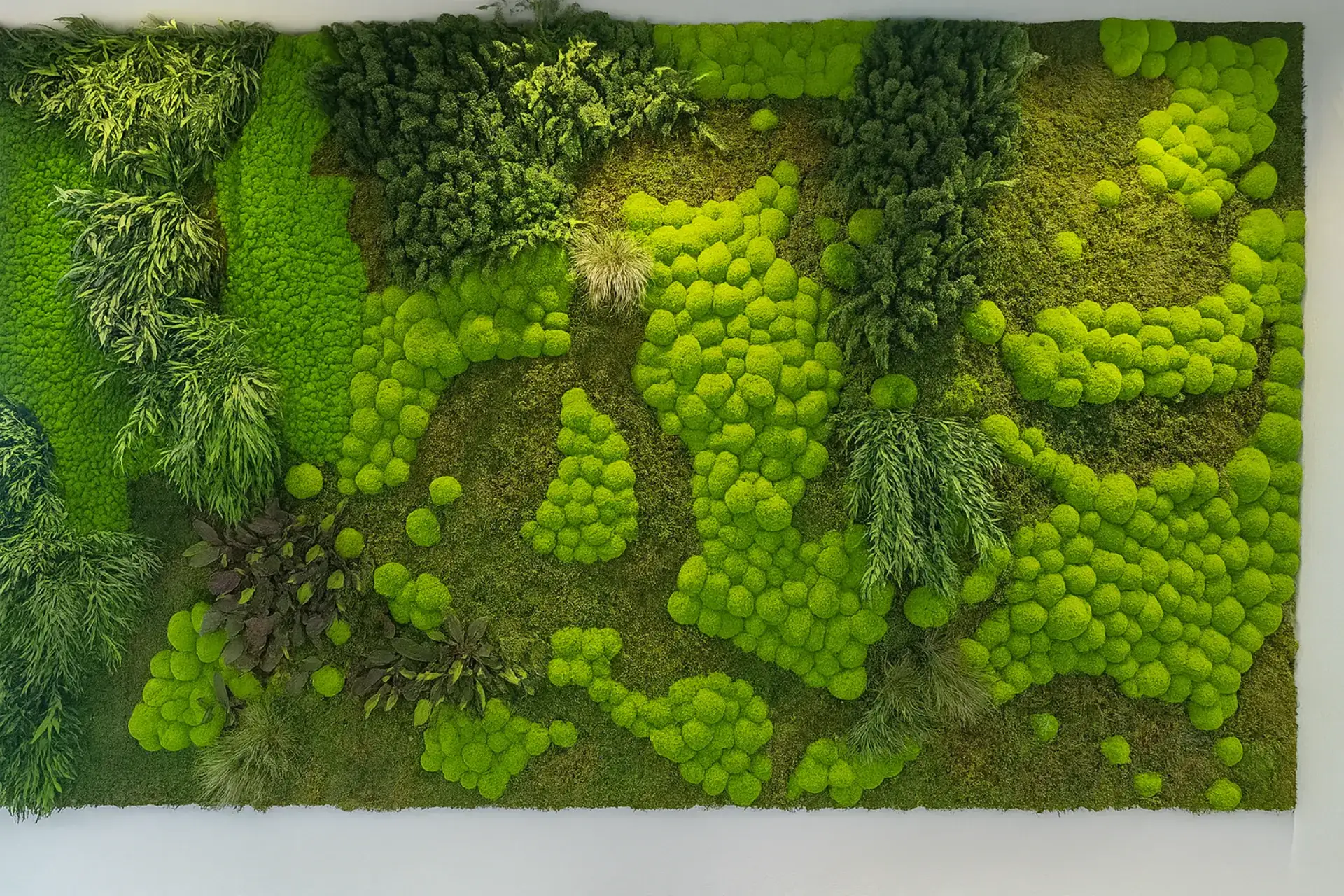 Moss wall Designmooswand Showroom — Wall greenery by MOOSMOOS