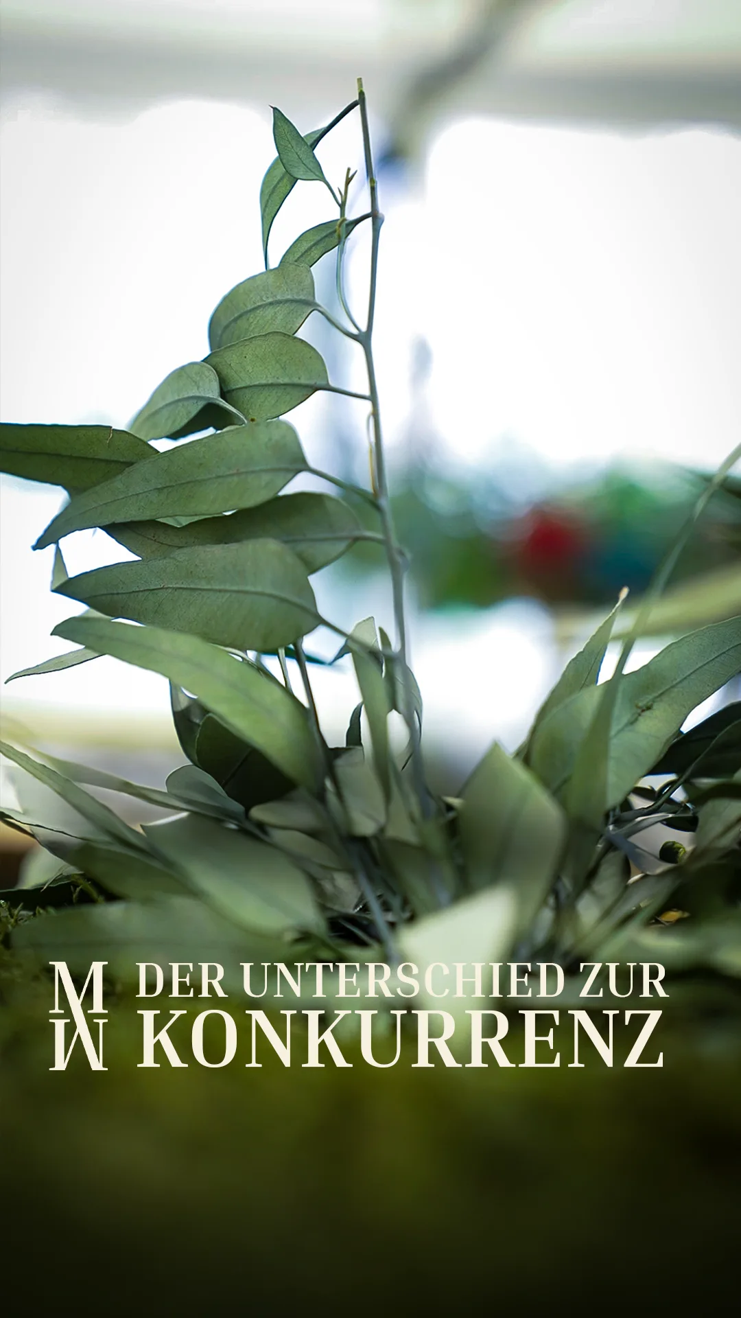 Preservation and Druckpräparation of the moss