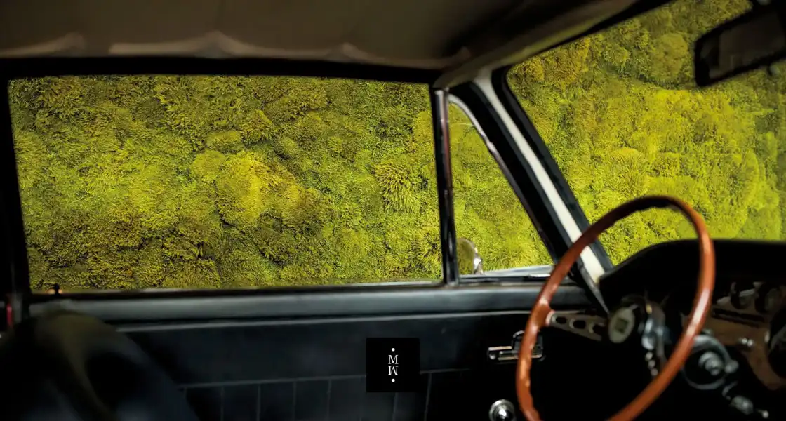 a car with a steering wheel and a mossy wall
